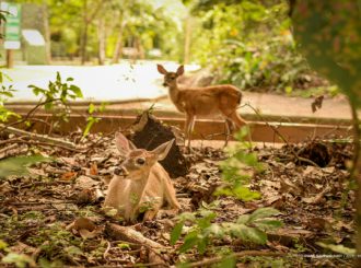 Bosque dos Papagaios recebe dois filhotes de veado-campeiro