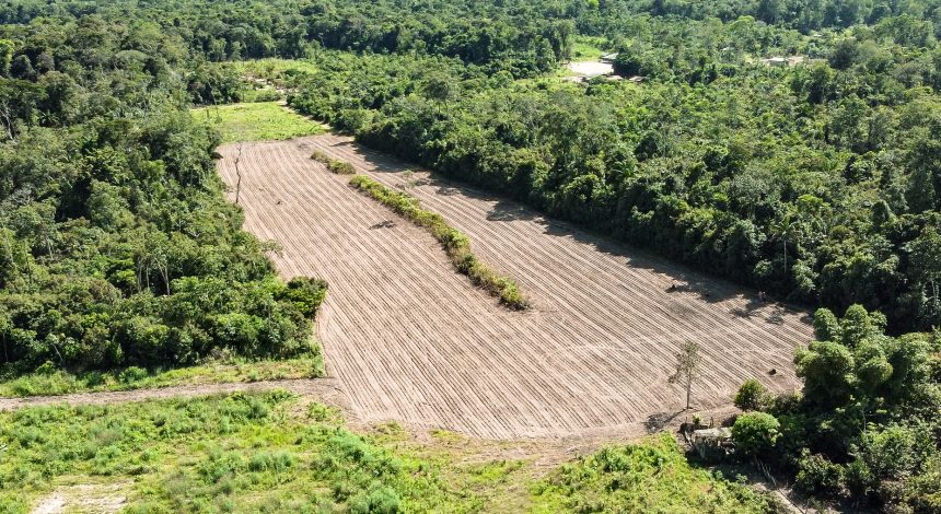 Agricultura familiar: Prefeitura de Mucajaí inicia plantio do feijão-caupi