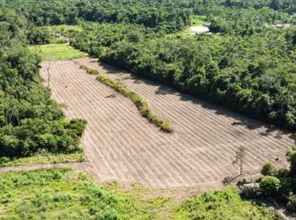 Agricultura familiar: Prefeitura de Mucajaí inicia plantio do feijão-caupi