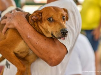 Último dia: vacinação de cães e gatos contra raiva acontece neste sábado,24, em Boa Vista