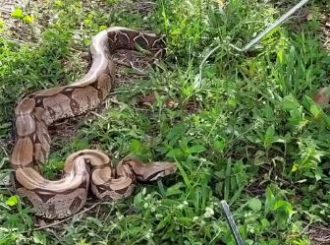 Jiboia de 2,5 metros é resgatada em galinheiro no interior de Roraima