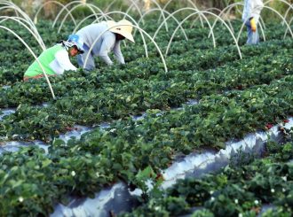 Plataforma do Desenrola poderá renegociar dívidas de agricultores familiares
