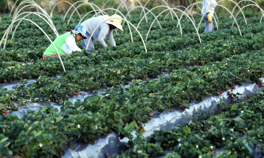 Plataforma do Desenrola poderá renegociar dívidas de agricultores familiares