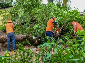 Defesa Civil Municipal trabalha na retirada de árvores e galhadas após forte chuva em Boa Vista