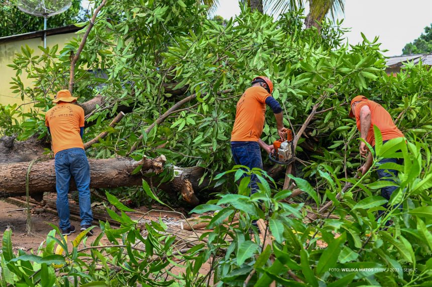 Defesa Civil Municipal trabalha na retirada de árvores e galhadas após forte chuva em Boa Vista