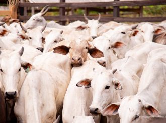 País recebe status internacional como livre de febre aftosa sem vacina