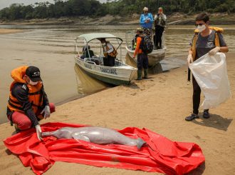 Seca no Amazonas: pesquisadores encontram carcaças de 23 botos em Coari