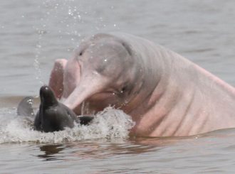 Emergência Ambiental: Ibama envia veterinários para atender botos no Amazonas