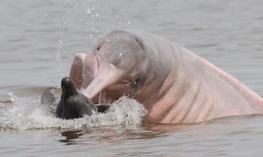 Emergência Ambiental: Ibama envia veterinários para atender botos no Amazonas