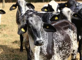 Governo abre licitação estimada em R$ 85 milhões para comprar novilhas