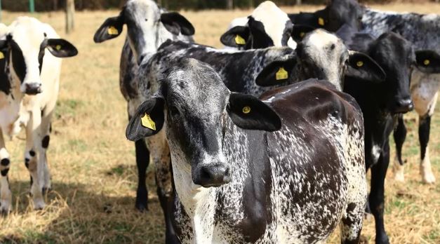 Governo de Roraima vai gastar R$ 40,4 milhões na compra de gado