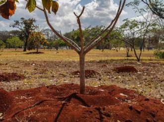 Brasil perdeu 16% de vegetação herbácea e arbustiva em 38 anos