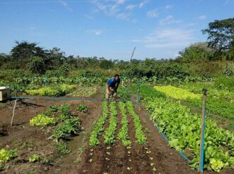 Governo vetou PL que beneficiaria produtores de agricultura familiar com anistia de multas ambientais