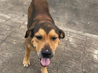 Cachorro defende idosa em tentativa de assalto em Boa Vista; veja vídeo