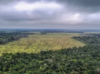 Desmatamento na Amazônia registra maior queda do ano em novembro