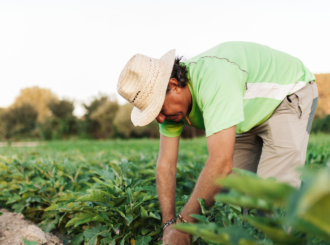 ALI Rural: Pequenos produtores de Roraima têm aumento de faturamento em 28% através de acompanhamento gratuito