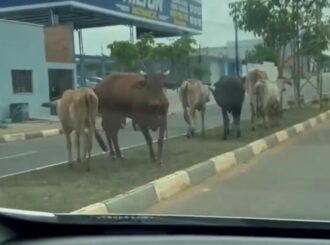 Inusitado: vacas em ruas do Cidade Satélite chamam atenção de moradores; veja vídeo