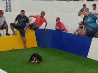 Flagra de político de RR em rinha de galo no AM é mais uma vergonha nacional para o estado