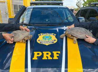 PRF resgata jabuti e tracajás em operação contra crimes ambientais em Roraima