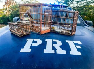 Aves Silvestres são resgatadas pela PRF em Caracaraí