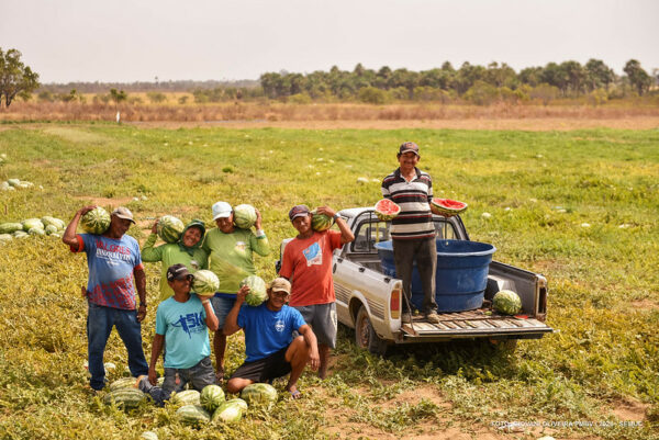 Produtores indígenas do Truaru colhem quase  2,5 toneladas de melancia com apoio da Prefeitura de Boa Vista