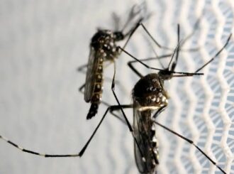 Casos graves de dengue podem causar hepatite e insuficiência renal
