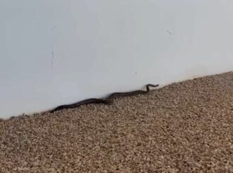 Jiboia é encontrada em quintal de prédio em Boa Vista; veja vídeo