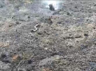 Várias cobras são encontradas mortas após incêndio em praça de Boa Vista