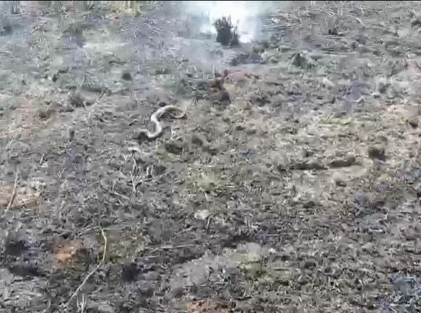 Várias cobras são encontradas mortas após incêndio em praça de Boa Vista