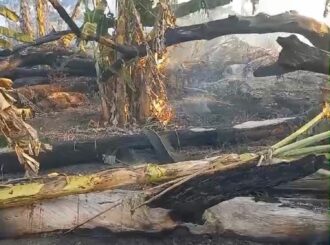 Incêndio atinge plantações de bananas e destrói fonte de renda de agricultores em Caroebe; veja  vídeo