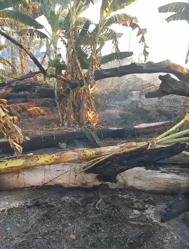 Incêndio atinge plantações de bananas e destrói fonte de renda de agricultores em Caroebe; veja  vídeo