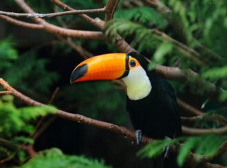 Senado aprovou PL que aumenta pena por crimes contra animais silvestres e domésticos