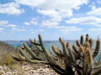 Brasil já perdeu 34 milhões dos 82,6 milhões de hectares da Caatinga