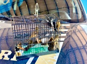 Oito pássaros capturados ilegalmente são resgatados no Sul de RR