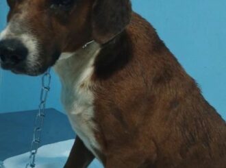 Zoofilia: ajudante de pedreiro é preso suspeito de estuprar cachorra em Mucajaí