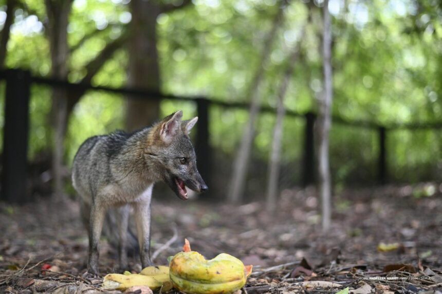 Novo hóspede: raposa resgatada ganha casa no Bosque dos Papagaios