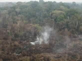 Roraima lidera desmatamento e é responsável por 99% da degradação da floresta amazônica nos quatro primeiros meses de 2024