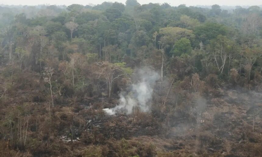 Roraima lidera desmatamento e é responsável por 99% da degradação da floresta amazônica nos quatro primeiros meses de 2024