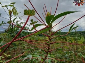 Plantações em comunidades indígenas de RR enfrentam infestação de lagartas