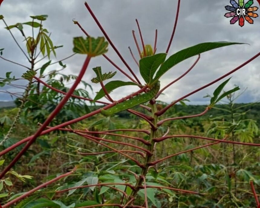 Plantações em comunidades indígenas de RR enfrentam infestação de lagartas