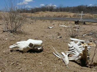 Mais de 7 mil bovinos morreram após infestação de lagartas em pastos de Roraima