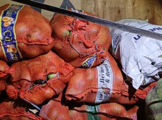 Fiscalização: 11 toneladas de manga são apreendidas em RR; fruto está na lista de hospedeiros da mosca da carambola