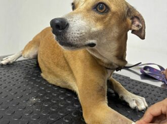 ‘Aumor’: associação sorteia iphone 15 Pro Max para ajudar animais de rua em tratamento contra o câncer; veja como participar