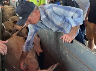 A misteriosa licitação do Governo de RR planejada em R$ 40 milhões para comprar gado leiteiro