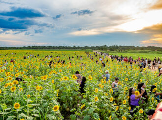 Campo de girassóis segue aberto para visitação do público até 11 de agosto, em Boa Vista