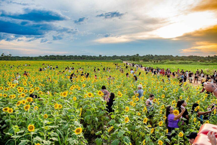 Campo de girassóis segue aberto para visitação do público até 11 de agosto, em Boa Vista