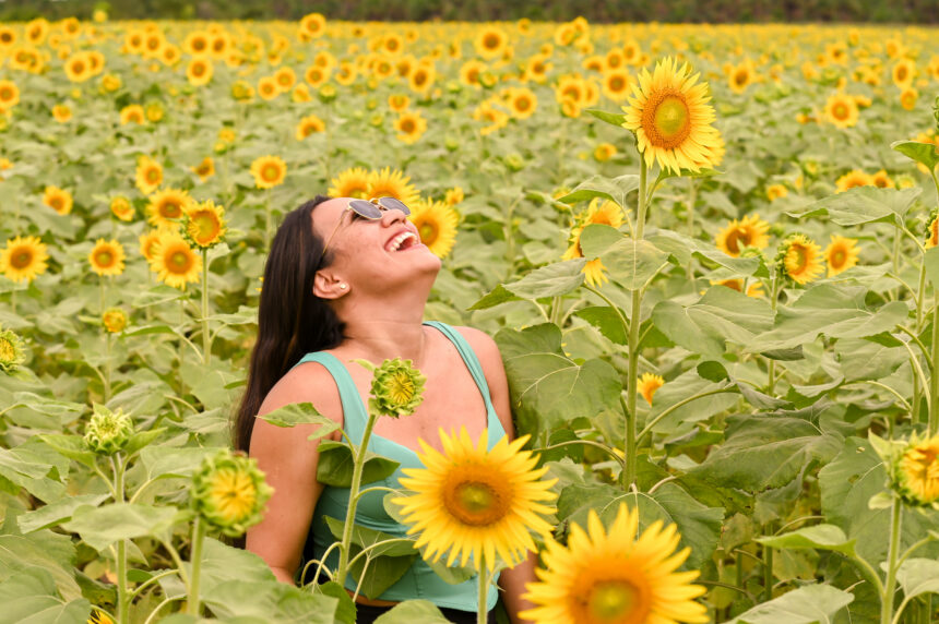 AgroBV 2024: beleza do campo de girassóis encantou visitantes