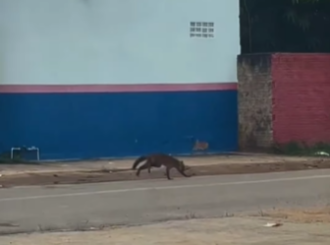 Guaxinim corre pelas ruas de Boa Vista, invade casa e é resgatado pelos bombeiros