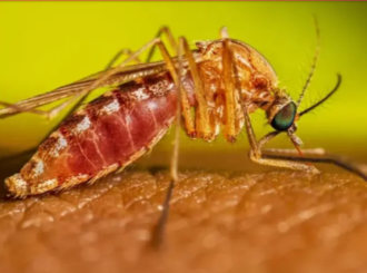 Febre do Oropouche: entenda o que é a doença que preocupa o Brasil