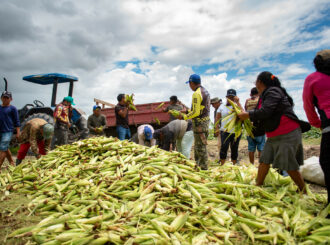 Fartura: agricultura familiar indígena de Boa Vista iniciou colheita do milho